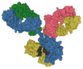Antibody IgG1 Surface
