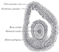 Gray's Anatomy illustration of the ovary