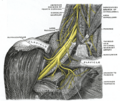 Gray's anatomy illustration of the brachial plexus