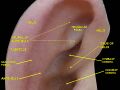 Auricle (anatomy)