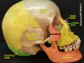 Lacrimal bone