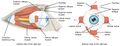 Extraocular muscles