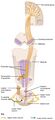 Corticospinal Pathway