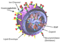 3D model of the Influenza virus