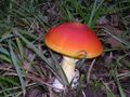 Amanita caesarea in the wild