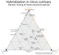 Citrus_taxonomy