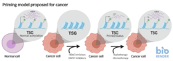 Epigenetic priming in Cancer