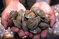 Hard clams, also known as littleneck clams