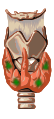 Diagram of the parathyroid gland