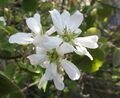 Amelanchier