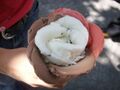 Amorino gelato