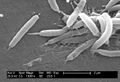 Helicobacter sp 01