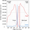 Human photoreceptor distribution