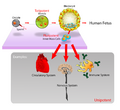 Diagram of stem cells