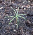 Douglas fir cotyledon