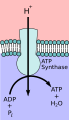 ATP synthase mechanism