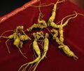 American_ginseng