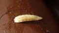 Fruit fly larva