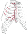Pectoralis_major