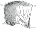 Middle meningeal artery