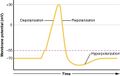 Action Potential