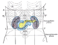 Intertubercular plane
