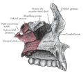 Palatomaxillary suture