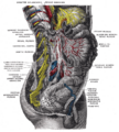 Celiac ganglia