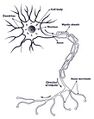 Nerve structure