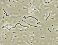 Streptococcus iniae