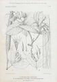Strophanthus