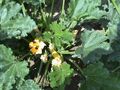 Zucchini, a mild-flavored summer squash often used in cooking.