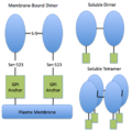 Schematic of membrane-bound and soluble forms of 5'-nucleotidase