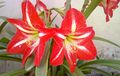Hippeastrum