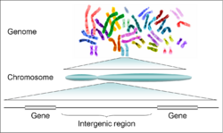 Genes