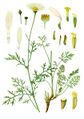 Tanacetum cinerariifolium - Köhler's Medizinal-Pflanzen
