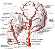 Branches of external carotid artery