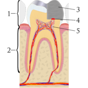 Pulp capping