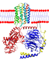 Rhodopsin and Transducin