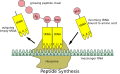 Peptide synthesis process