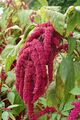 Amaranthus caudatus in bloom