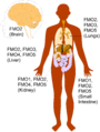 Flavin-containing monooxygenase