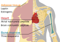 Endocrine miscellaneous