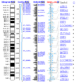 Screenshot of a genome viewer