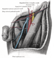 Gray's Anatomy illustration of the muscles of the thigh