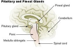 Pituitary and pineal glands
