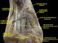 Plantar interossei muscles