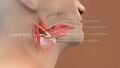 3D Medical Animation of Lingual Artery