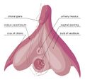 Clitoral anatomy updated