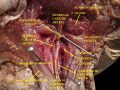 Slide showing cervical ganglia